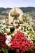 7.14 Cortejo F. Flor